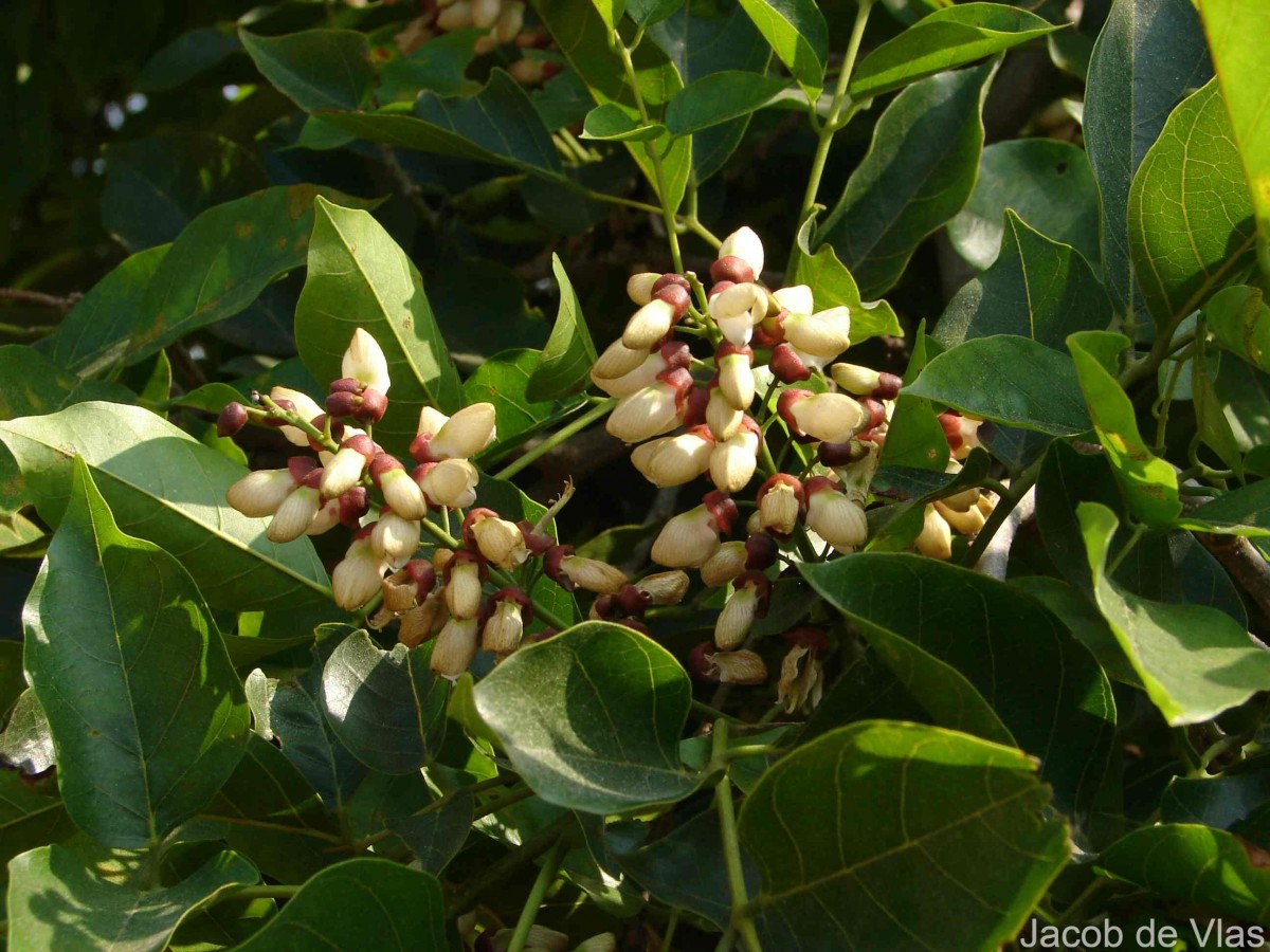 Pongamia pinnata (L.) Pierre